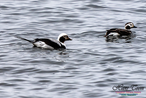 Long-tailed Duck 352