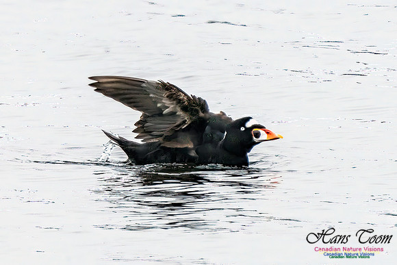Surf Scoter 104