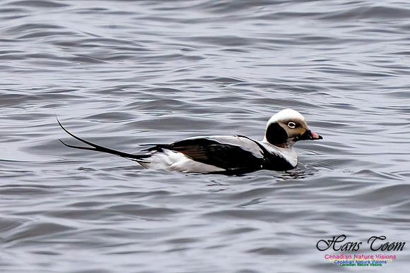 Long-tailed Duck 353