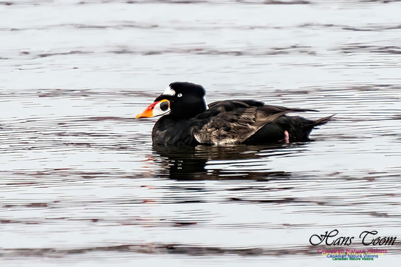 Surf Scoter 103