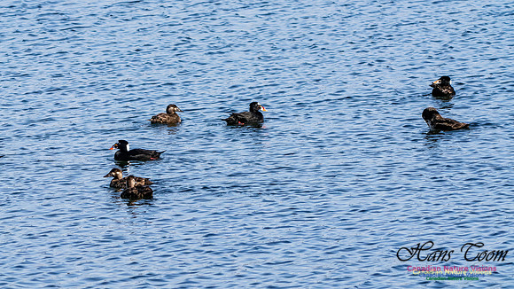 Surf Scoter 108