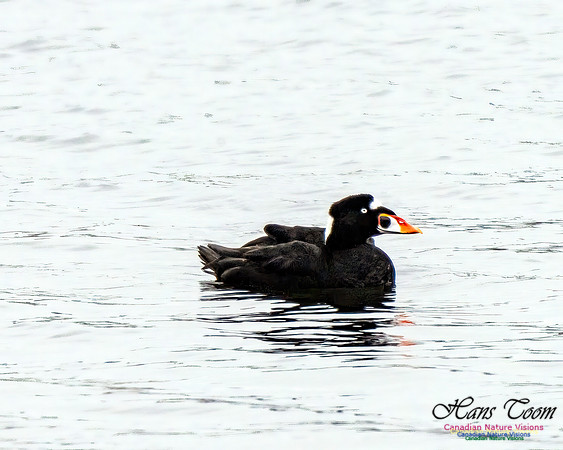 Surf Scoter 106