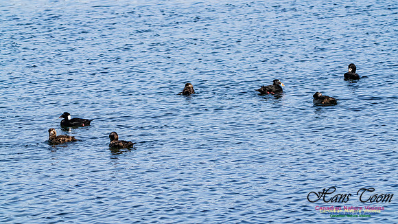 Surf Scoter 107
