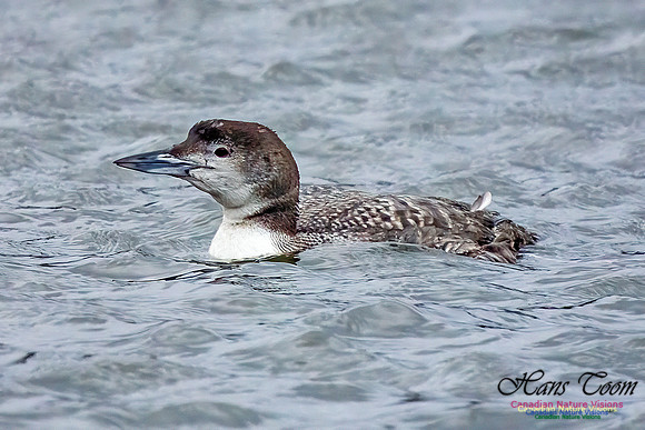 Common Loon 340