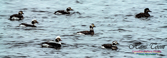 Long-tailed Duck