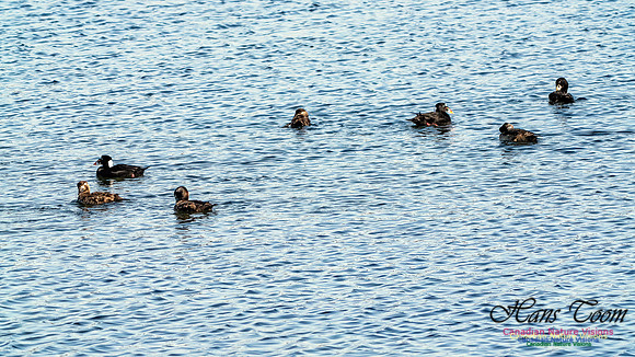 Surf Scoter 100