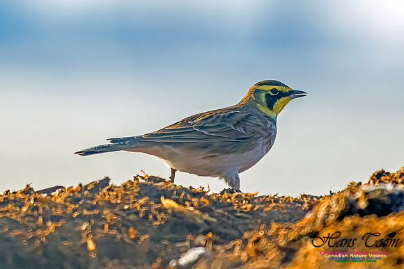 Horned Lark 104