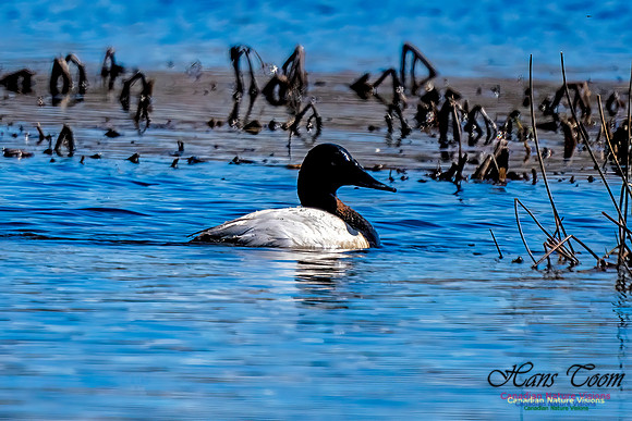 Canvasback 102