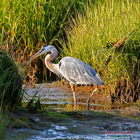 Great Blue Heron 100