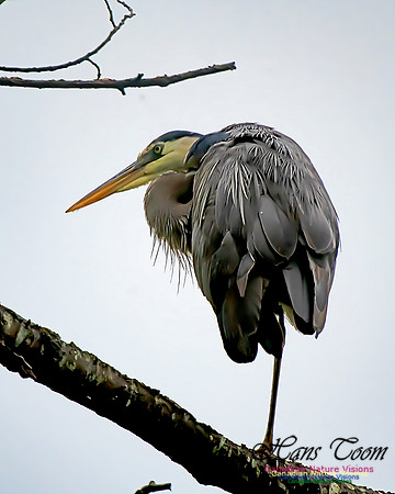 Grey Heron 1