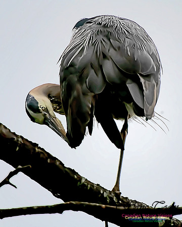 Grey Heron 2