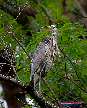 Grey Heron 3