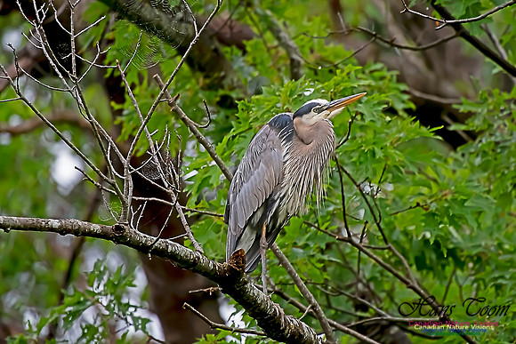 Grey Heron 4
