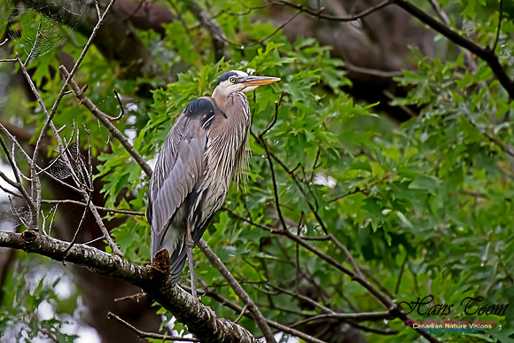 Grey Heron 5