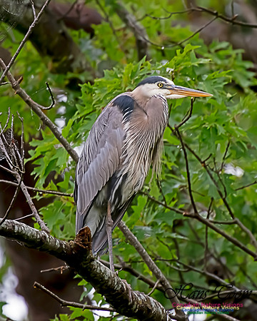 Grey Heron 6
