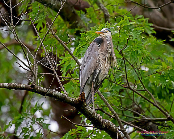 Grey Heron 7