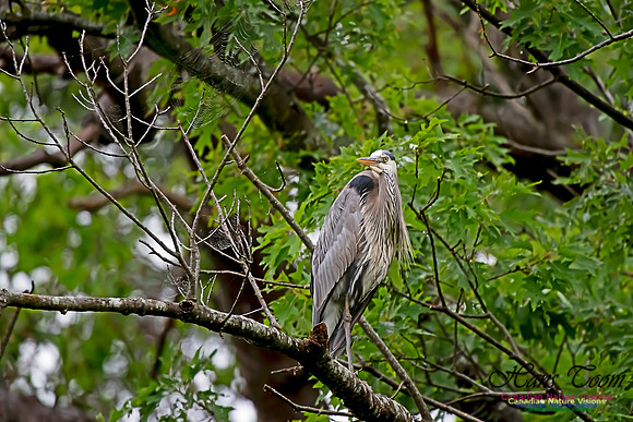 Grey Heron 8