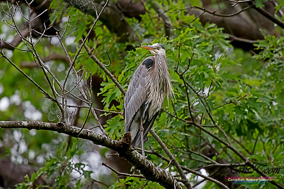 Grey Heron 9