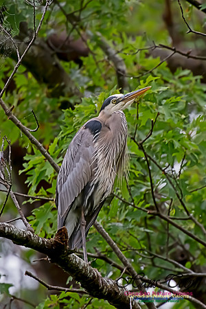 Grey Heron 10