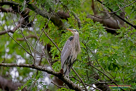 Grey Heron 11