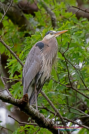Grey Heron 12