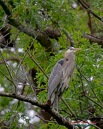 Grey Heron 14