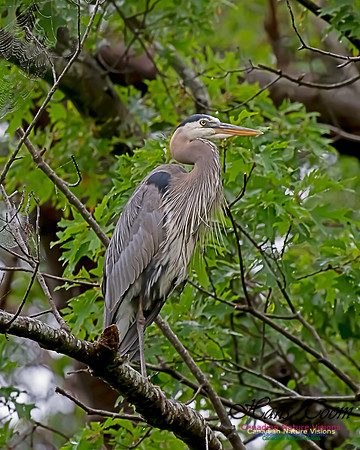 Grey Heron 15
