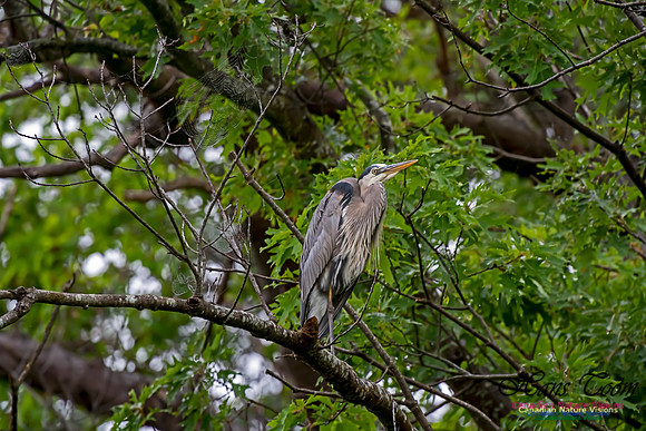Grey Heron 16