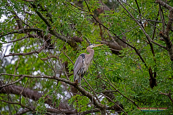 Grey Heron 17