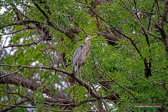 Grey Heron 18