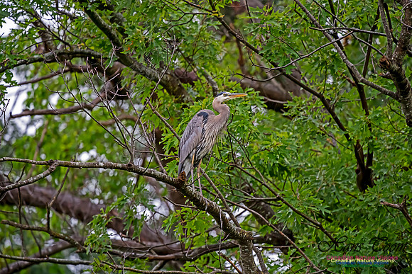 Grey Heron 19