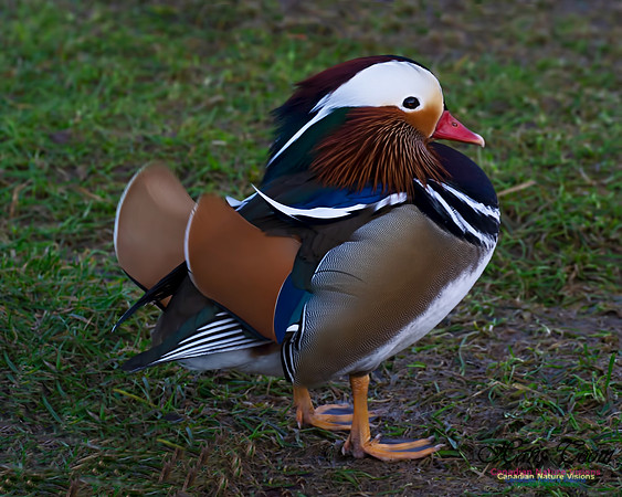 Mandarin Duck 100