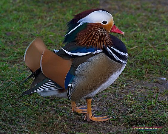 Mandarin Duck 101
