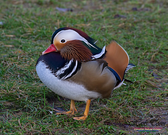 Manderin Duck 102