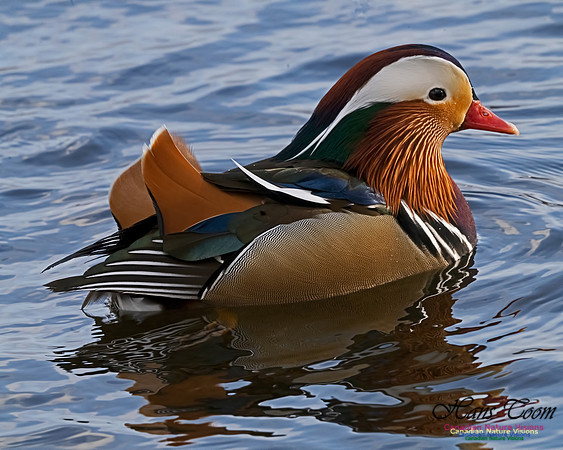 Mandarin Duck 103