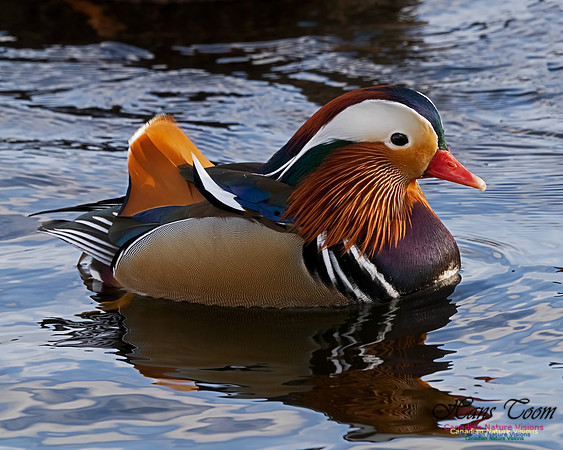 Mandarin Duck 104