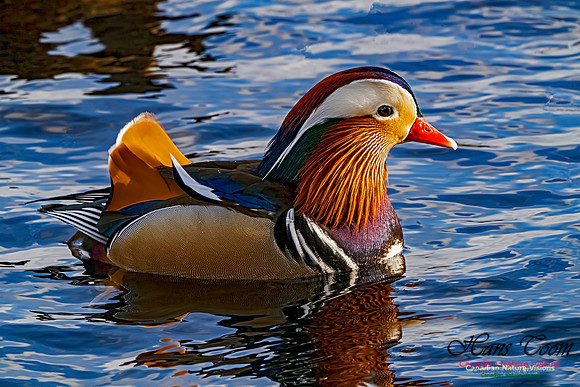 Mandarin Duck 105