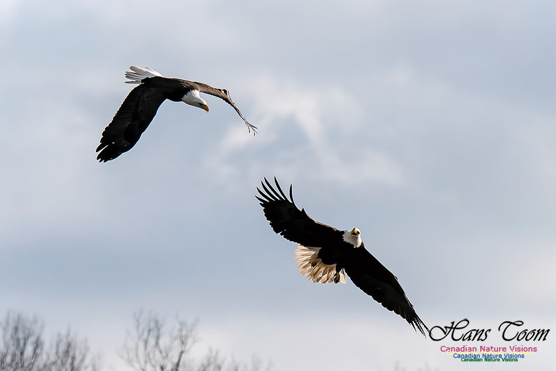 Bald Eagle