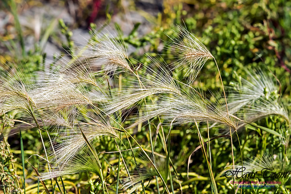 Beach Grass