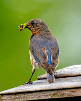 Eastern Bluebird Feeding Young