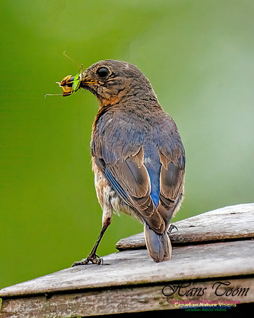 Eastern Bluebird 801