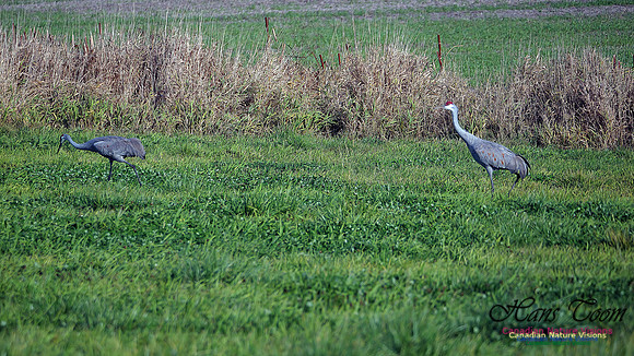 Sandhill Crane 502