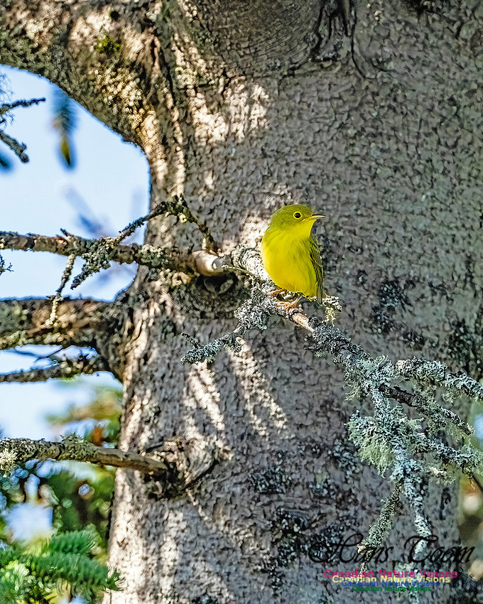Yellow Warbler 103