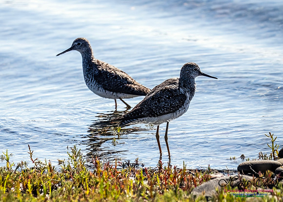 Lesser Yellowlegs 108