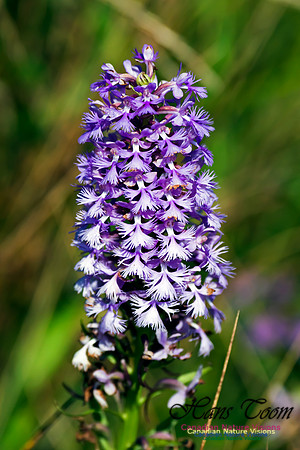Large Purple Fringed Orchid
