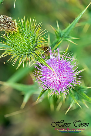Scotch Thistle