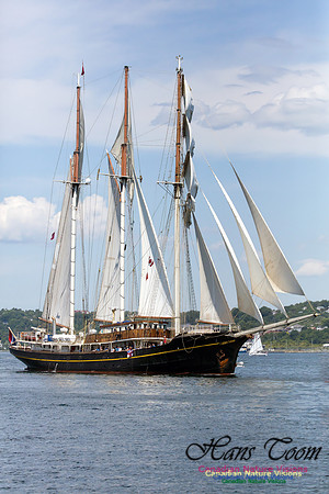 Gulden Leeuw 11