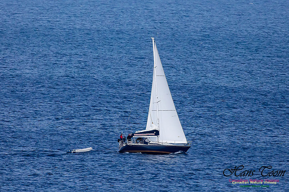 Sailboat 100