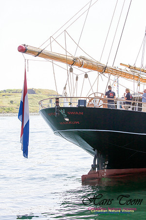 Wylde Swan 1