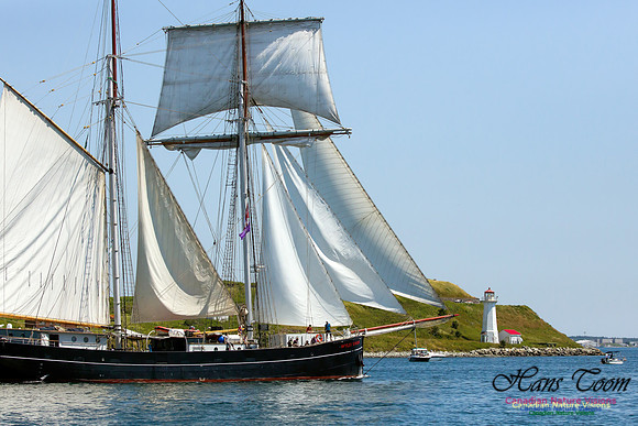 Wylde Swan 6